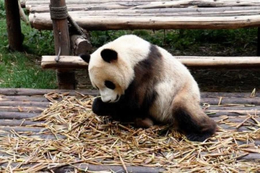 成都当地游玩必去熊猫繁育基地，这里有最详细的攻略！ 成都，一座网红城市，无论你是去川西、西藏等地旅行