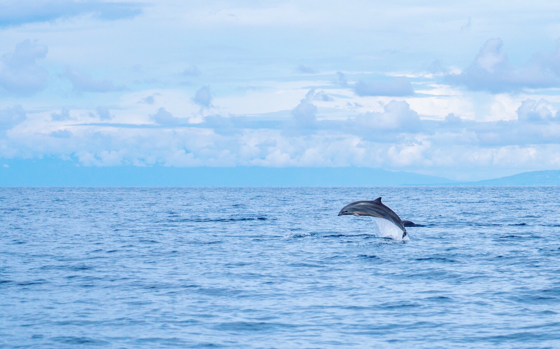 邦劳岛周边的海域生态保持良好，这里还有海豚🐬的出没，能够看见自由自在的海洋精灵，实属非常的惊喜也是非