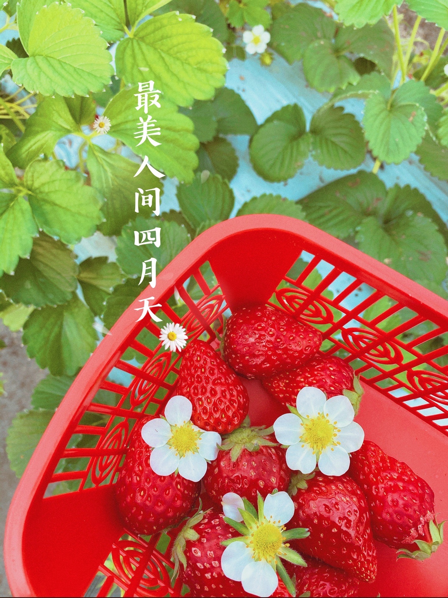 嘉兴玩乐｜春日看花摘草莓周边好去处🏕 经过了一个漫长的假期，到处都已经春暖花开 耐不住想出去玩耍的心
