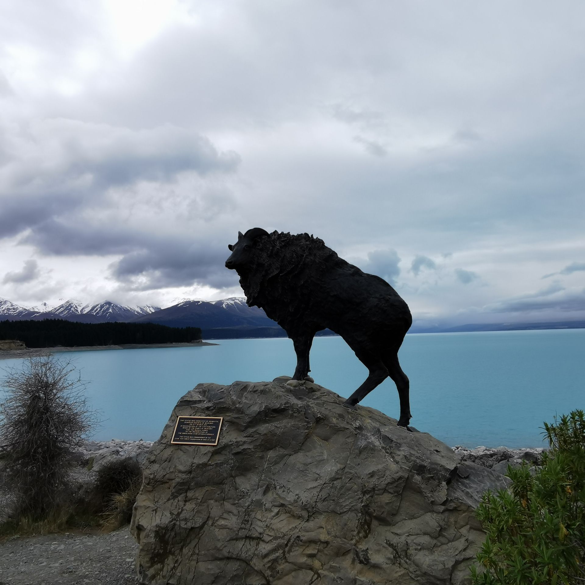 Lake pukaki的這個黑羊被某人念了很久，終於陪他來了  我喜歡這樣的藍色和開闊的事業，所以這