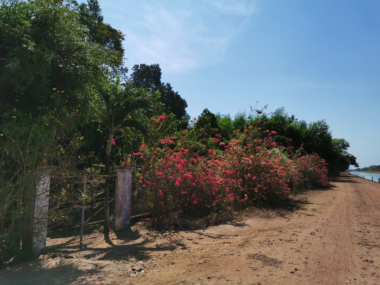 一路风景，去看花