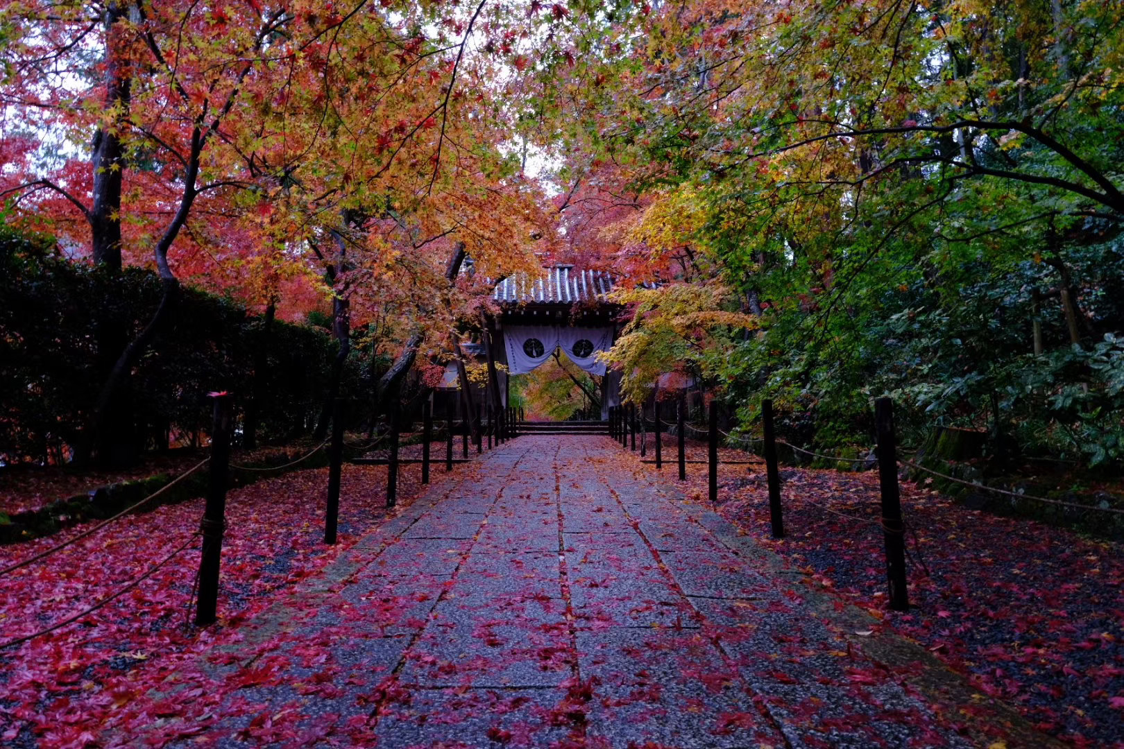 旬！！京之红叶🍁