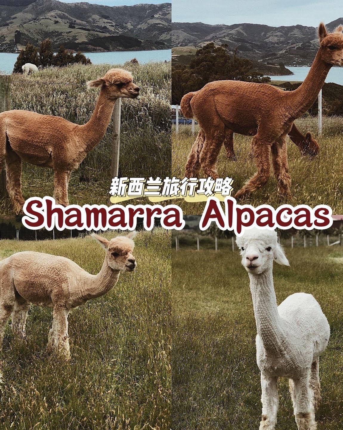 🦙牧场：Shamarra Alpacas 📍地址:328 Wainui Main Rd, Akaro