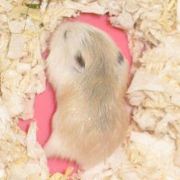 叫做愿望的姑娘