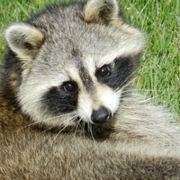 铁塔下的一只绵