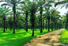 Jardin botanique de Bingerville景点图片