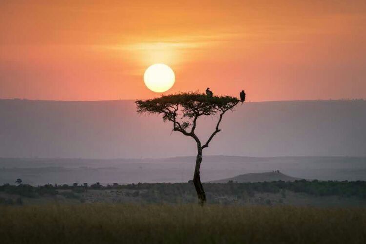 肯尼亚美丽的动物世界。