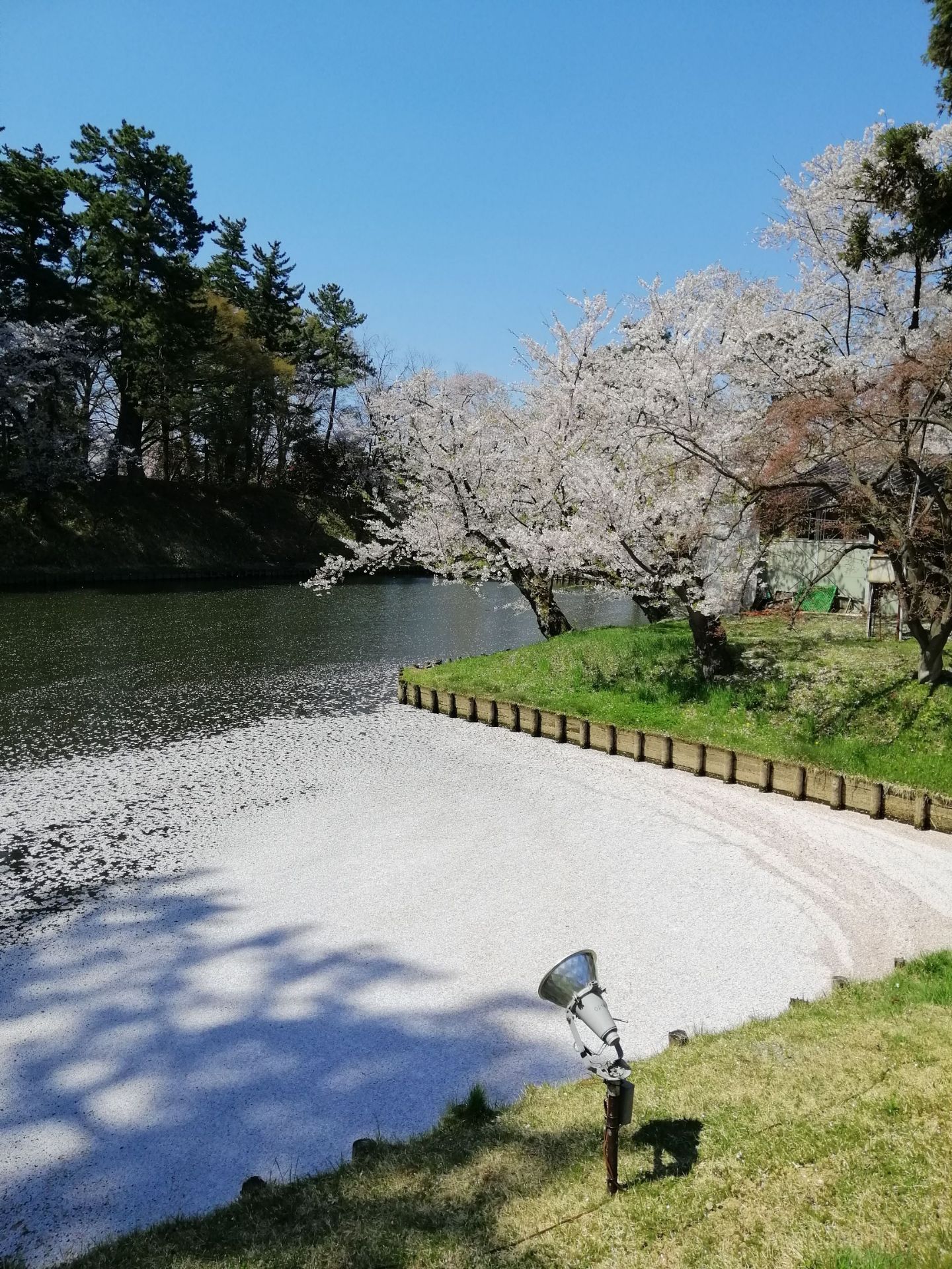 北海道樱花季值得一游