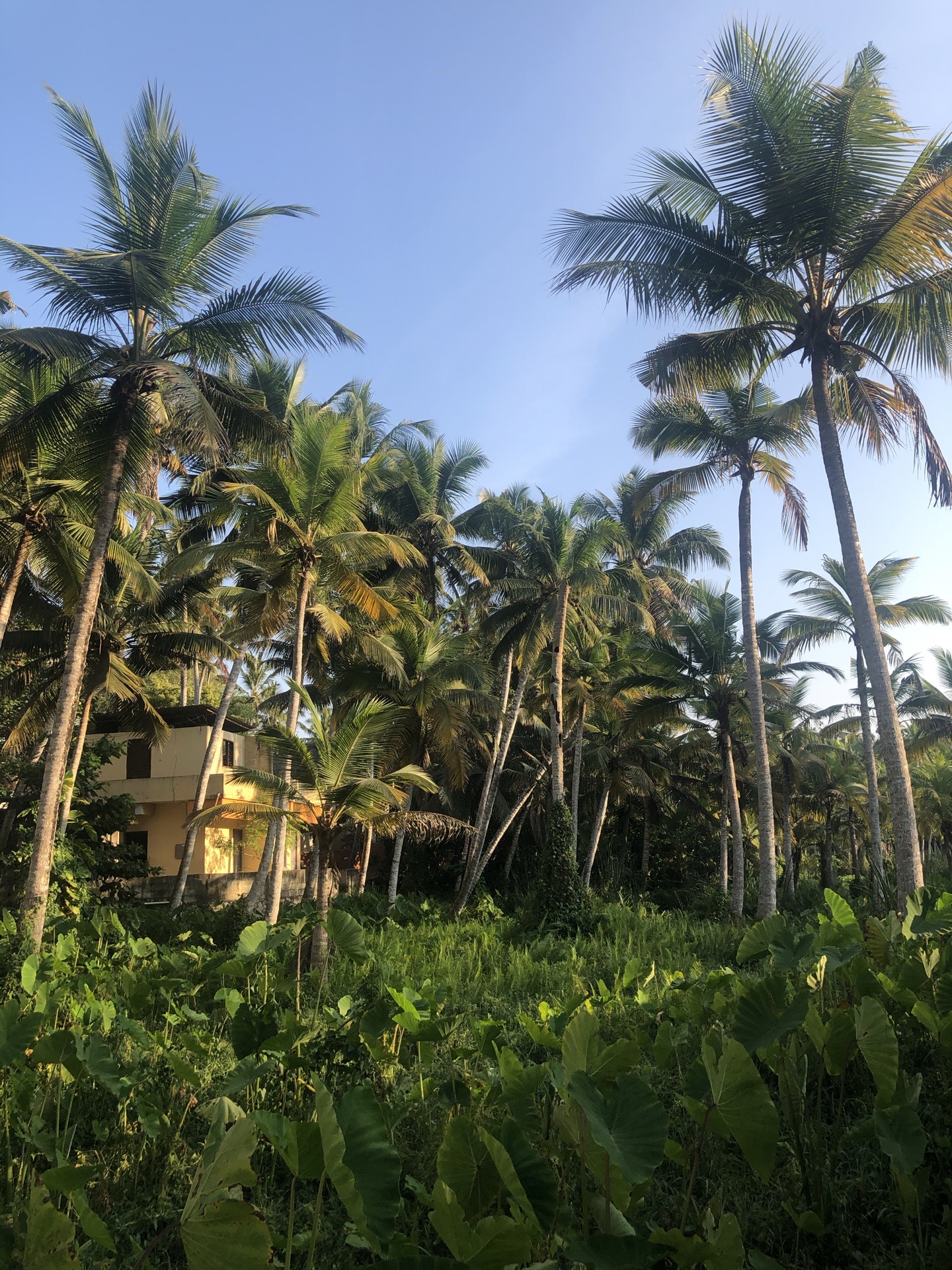 生态环境非常好，满满都是椰子林，在这里可以待上十天半个月的时间。修心养性。