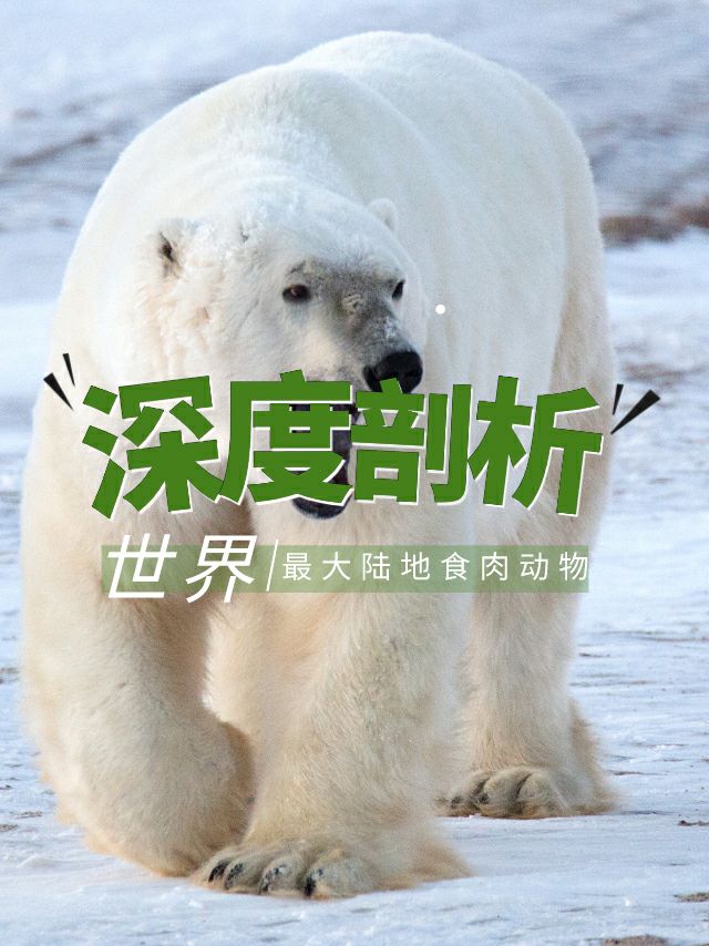 「深度剖析｜世界最大陆地食肉动物」  🐻北极熊：世界上最大的陆地食肉动物  📋资料卡片： 🔺【身高】