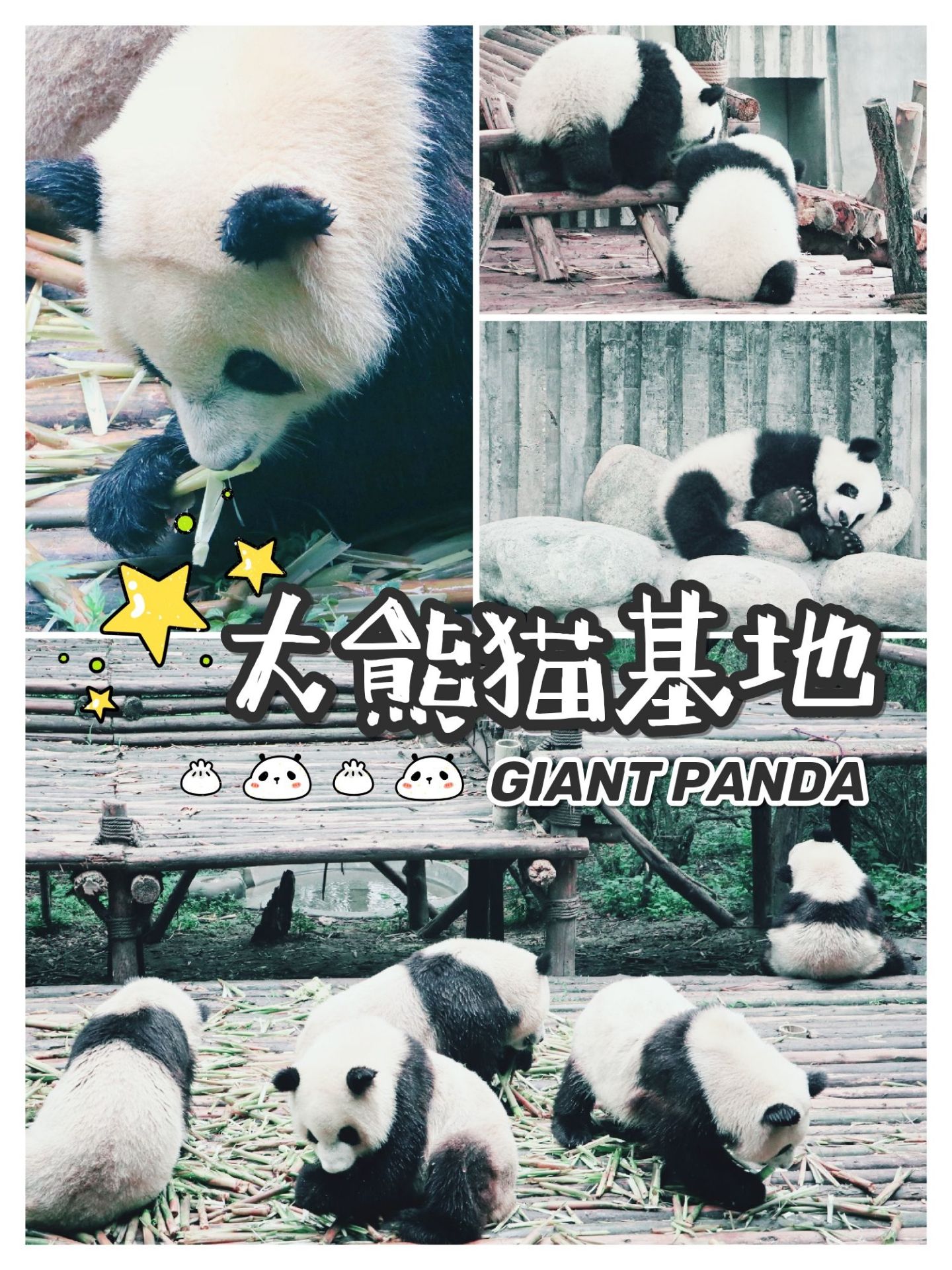 【成都人气top1🔥】大熊猫基地🐼  五一快到了，想好出游计划了么？成都是个不错的选择哟。  到了成