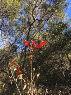 Barton Creek Greenbelt-奥斯汀-billyxie伟