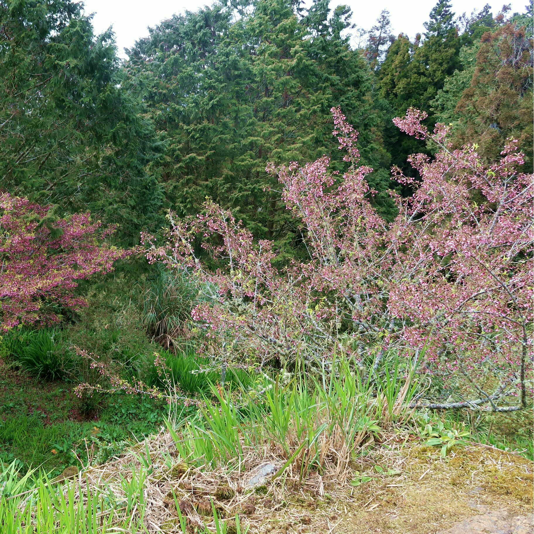去阿里山看樱花、神木、夕阳、日出  🌟亮点特色 1⃣ 春天去阿里山可以看到樱花和玉兰。 2⃣ 神木，