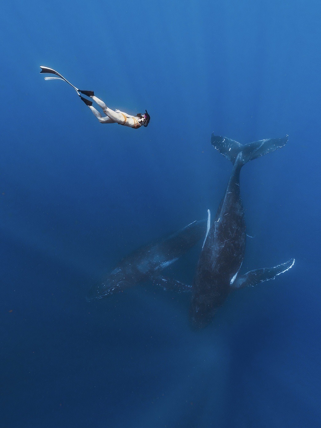 汤加旅行丨2019的list打卡 在南太平洋追鲸  ◽️ ＃我的2019＃ ＃自由潜＃ ＃汤加追鲸＃