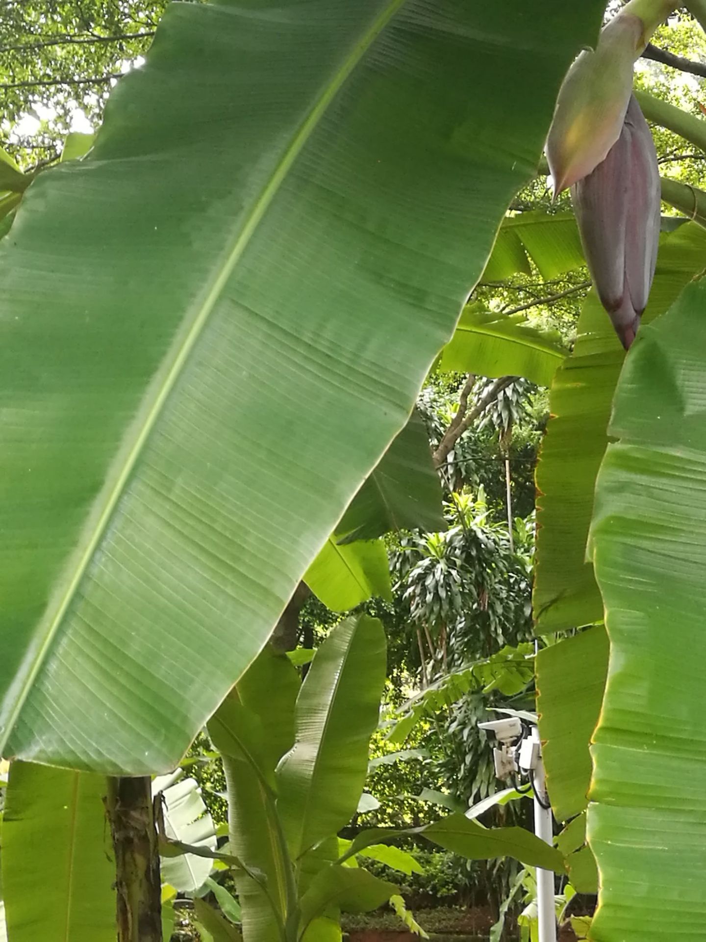 香蕉初长时，传说中香蕉花也能吃哦😊北方人没吃过呢，有机会品尝下了😁长差不多了把香蕉花砍掉，一颗香蕉树