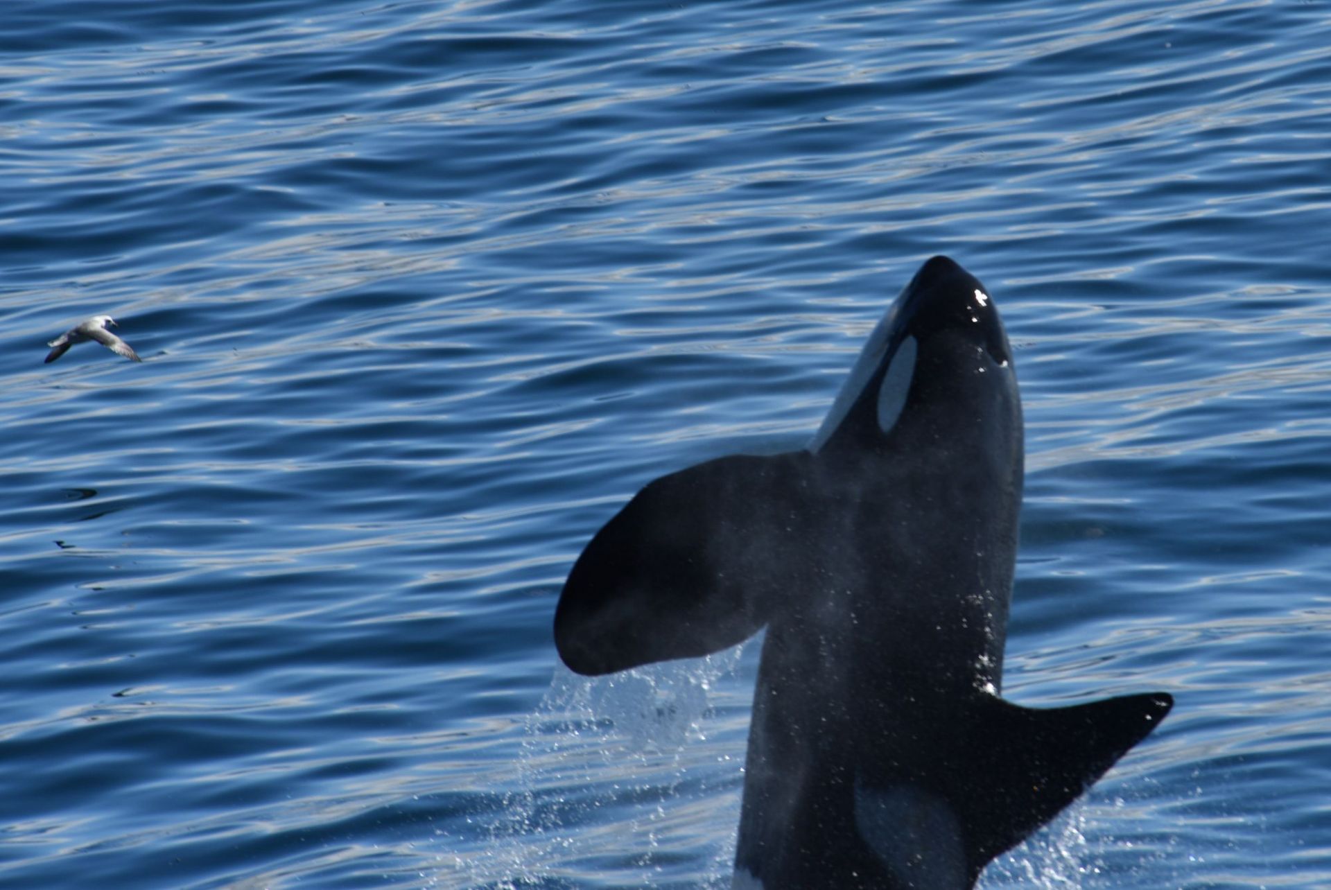 在格陵兰海拍摄到的虎鲸，这是食肉的鲸鱼，能够直立跃出水面。