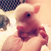 付同印专治鼻窦炎