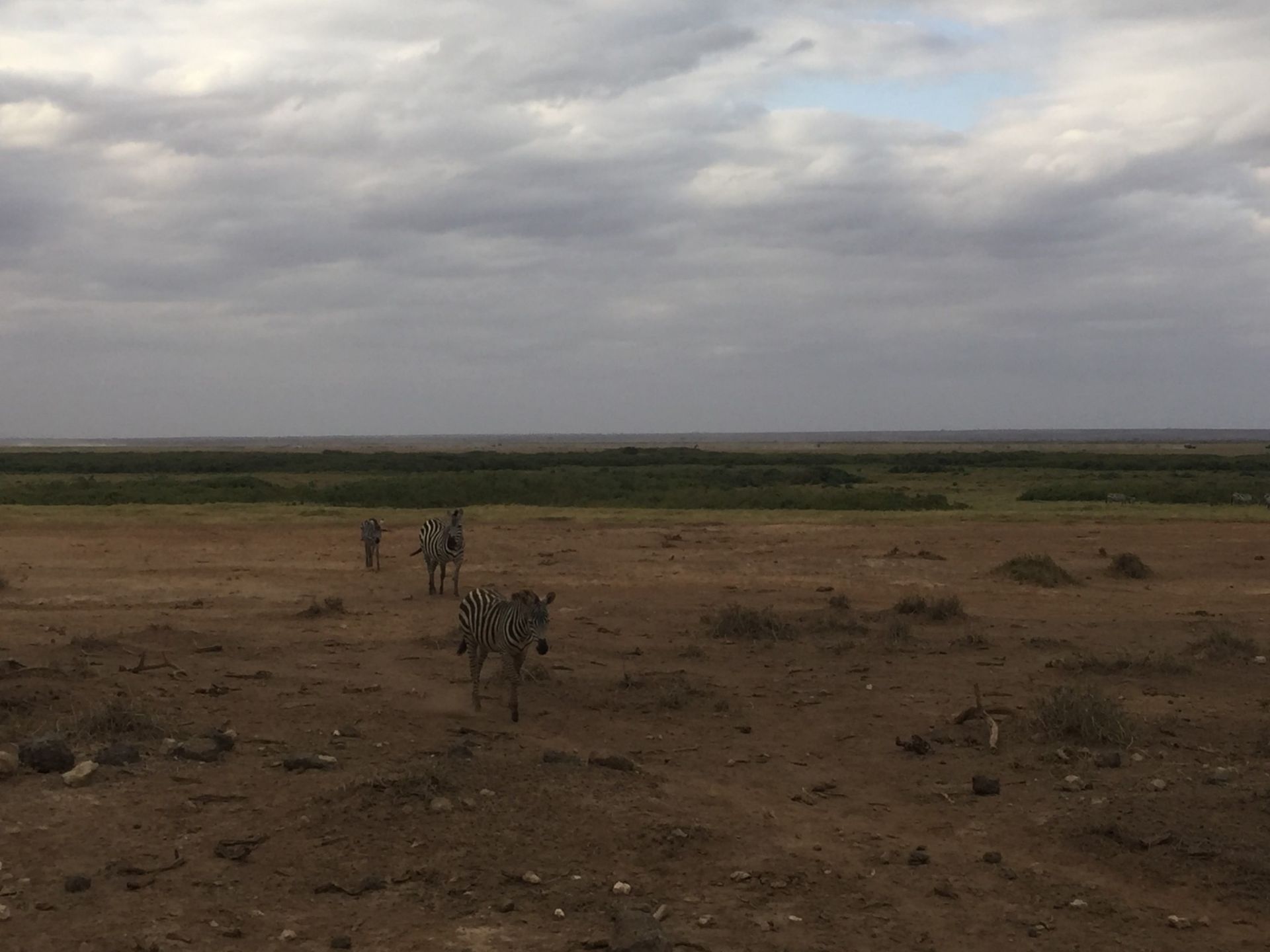 桑布鲁自然保护区是一片广袤的非洲大草原，这里的视野非常的开阔。生活着许多非洲草原上的野生动物，长颈鹿