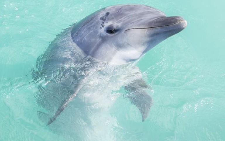 来到被美丽海洋包围的冲绳，是不是让人很想跟海洋中的动物们来一场近距离接触呢？冲绳本部元气村推出的海豚