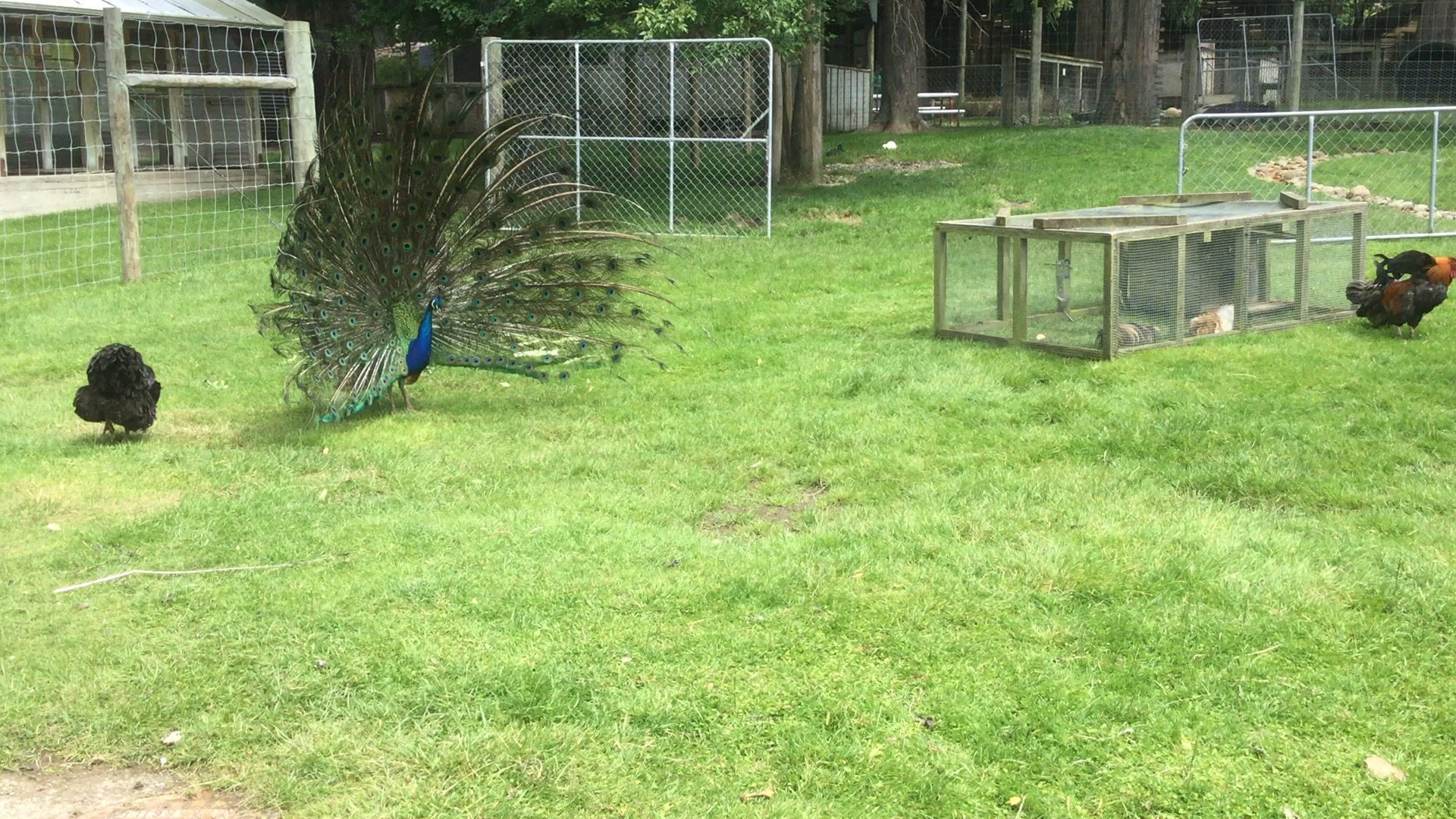 在新西兰南岛的音佛卡吉尔的动物园正好看到了孔雀开屏🦚。