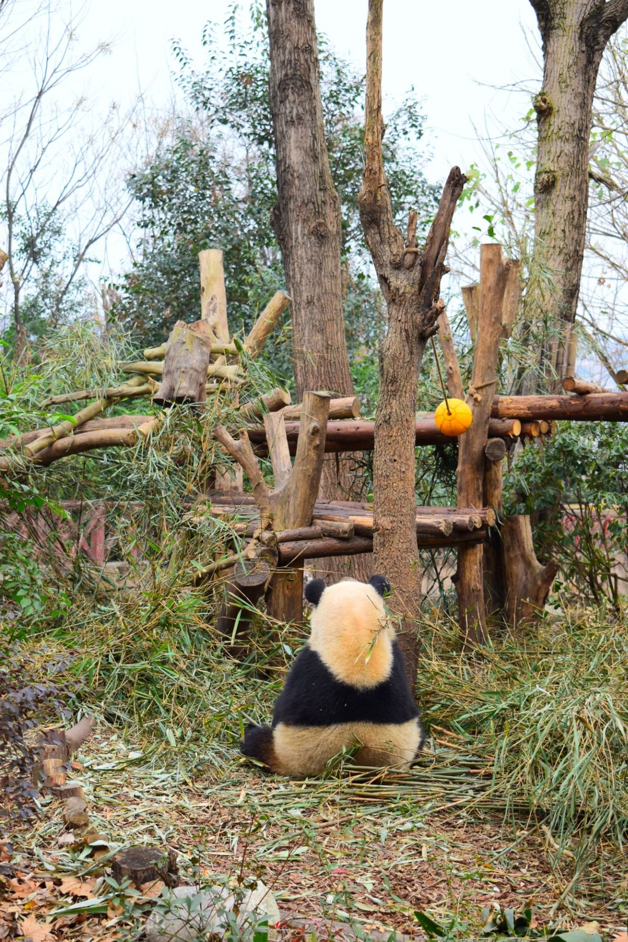 熊猫繁衍基地  ⛰【景点攻略】四川省是国宝宝熊猫繁衍基地，唯一一个“好吃懒做”的小动物被人们捧在手心