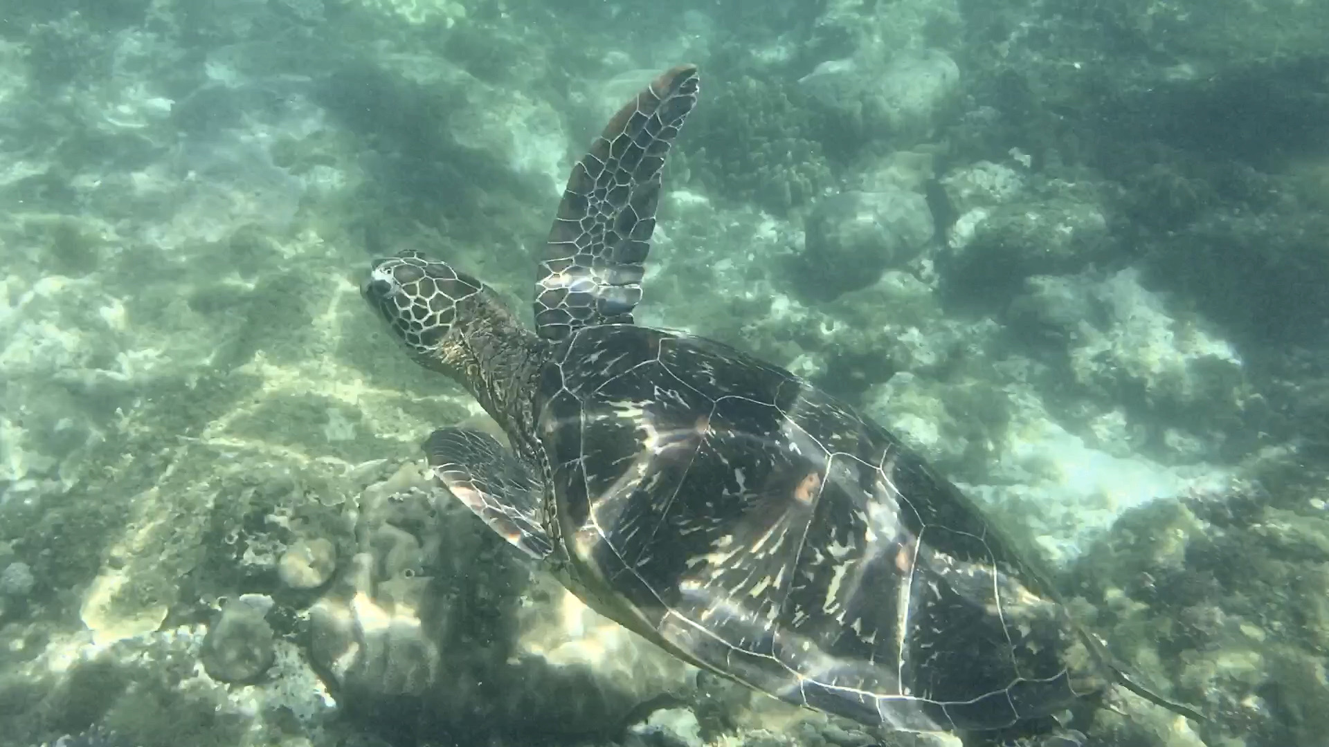 📍详细地址： 阿波岛  杜马盖地南侧出海30min，隔海可相望  👍特色推荐： 海龟保护区，实实在在