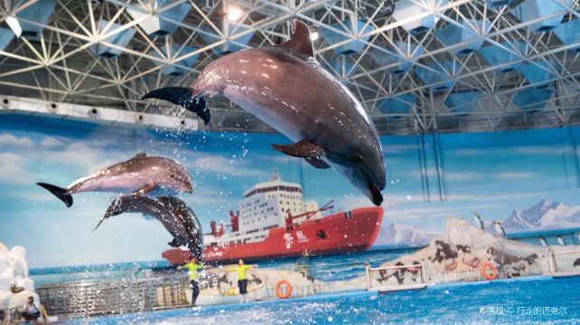 海合安青岛极地海洋公园