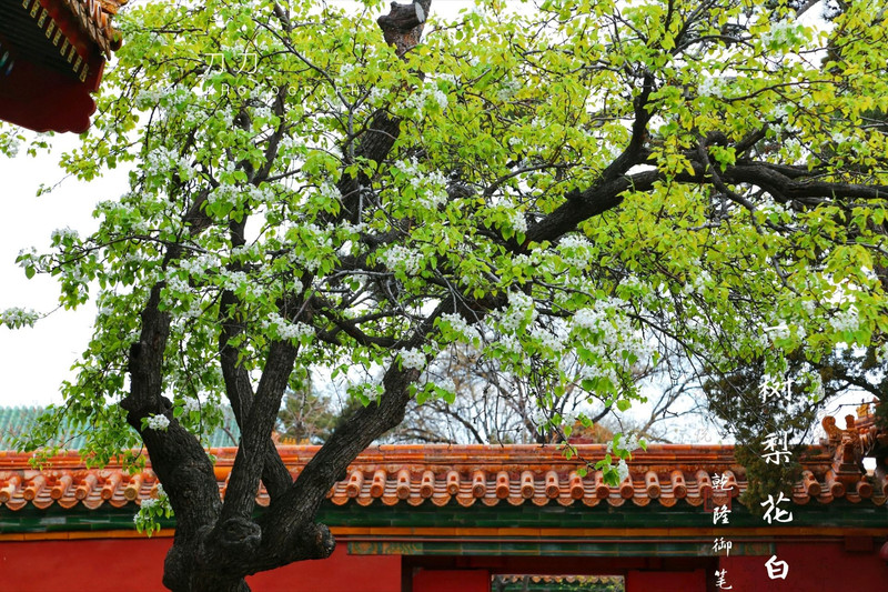 故宫里基本只有三棵梨树,承乾宫