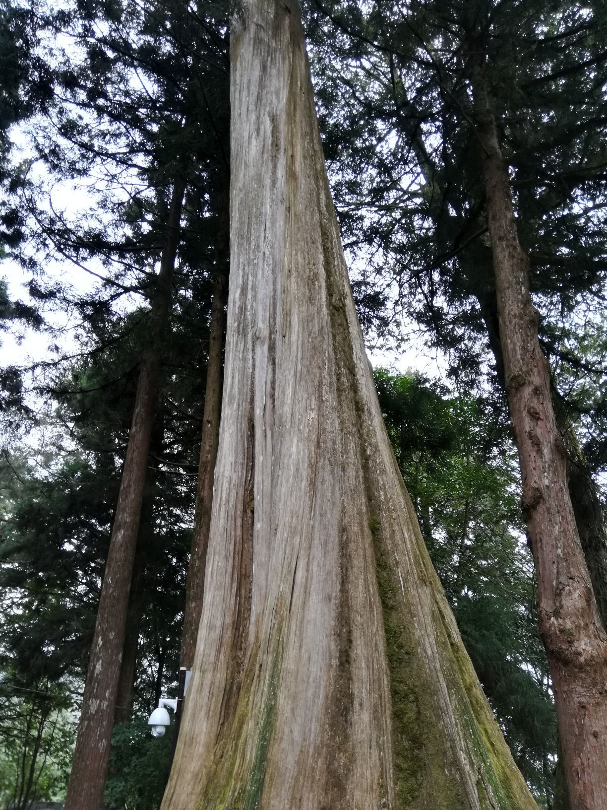 最老的桧木？～～～