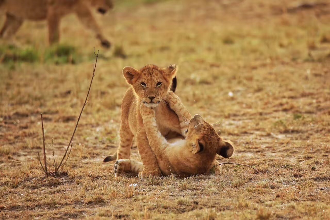 路小露的旅行✈️肯尼亚🇰🇪小狮子🦁️🦁️  晚上来一组萌萌哒小🦁️🦁️陪伴大家吧……  小狮子🦁️🦁