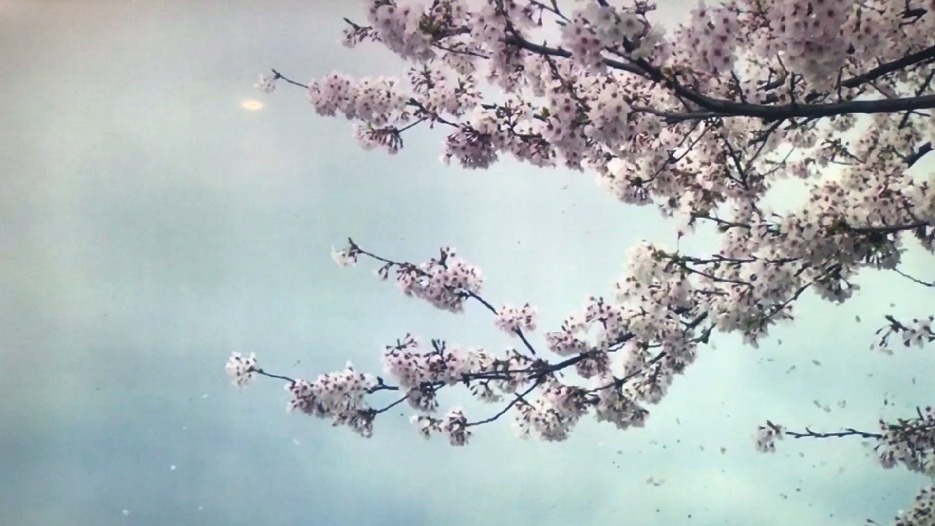 【五月我们在北海道看樱花🌸】  (眼馋小蜂)(眼馋小蜂)(眼馋小蜂)  五月就要出去浪🌊：我们在北海