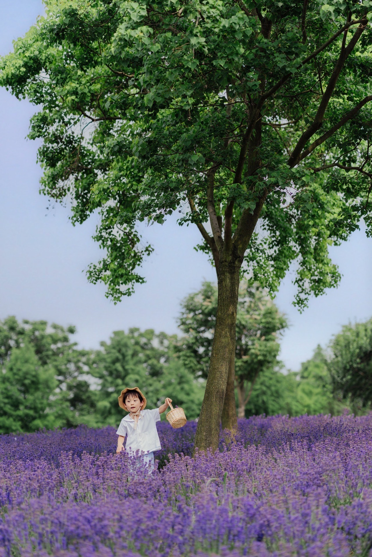 上海“小普罗旺斯”｜薰衣草花海儿童摄影  上海薰衣草公园已经进入了盛花期，大片的紫色花田层层叠叠，像