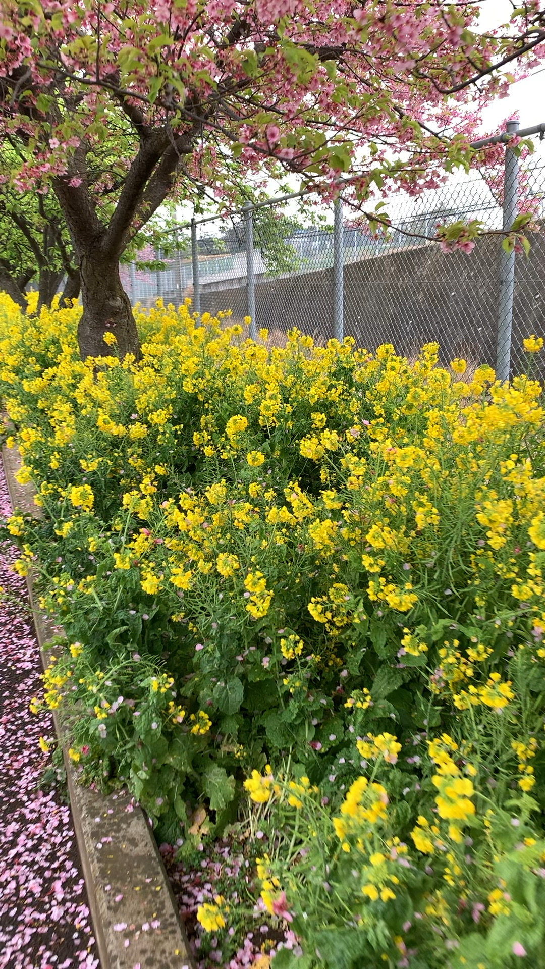 三浦海岸河津桜！