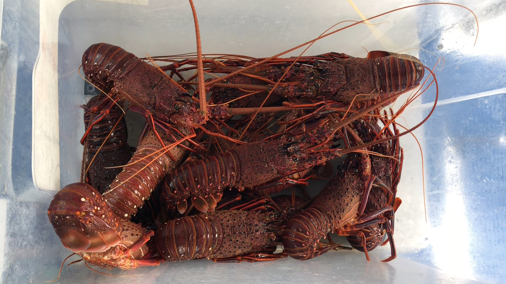 来澳洲怎么能不亲自出海捕捉龙虾！鲜活的龙虾捕捞上岸之后直接烧烤或刺身！