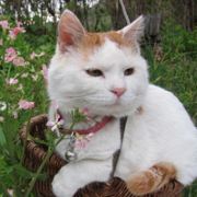 璇是王字旁的璇