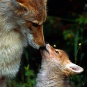 没有翅膀的大灰狼