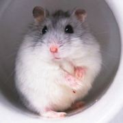 没有如果只有结果果果