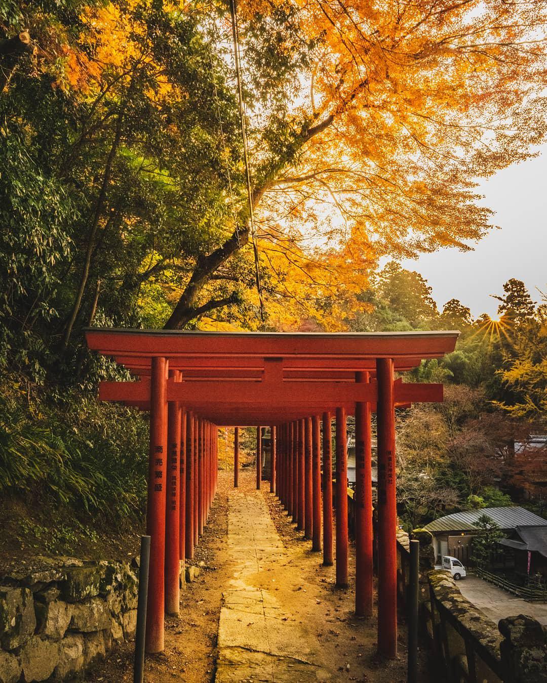 火红枫叶下的日本神社，美的恍如仙境  🌈去日本的时候也是偶然看见这家神社，然后在里面的时候有非常多红