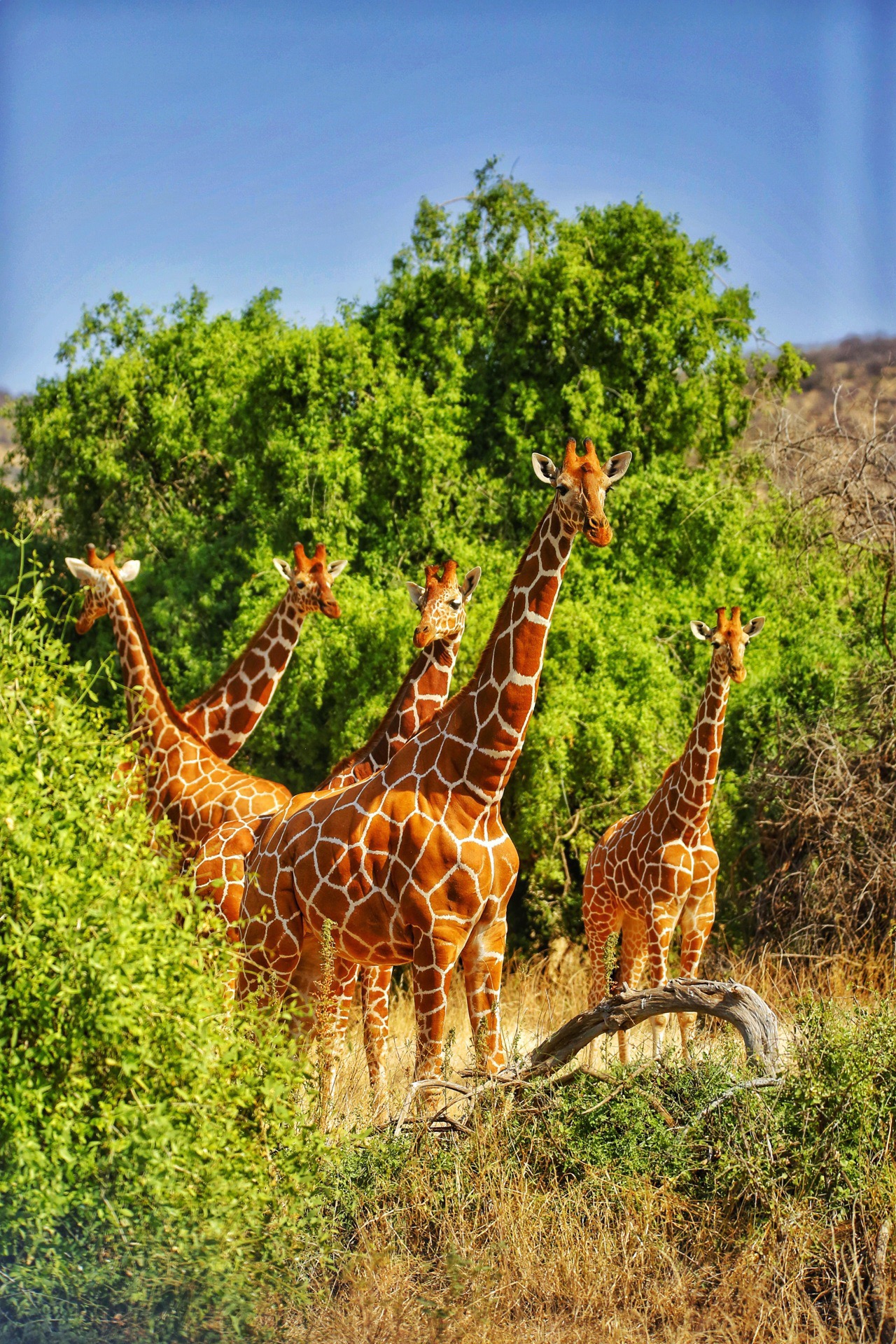来一组萌萌的长颈鹿🦒。在肯尼亚，看到了很多次长颈鹿。萌萌的。建议在8月份的时候去。不仅能看到各种长颈