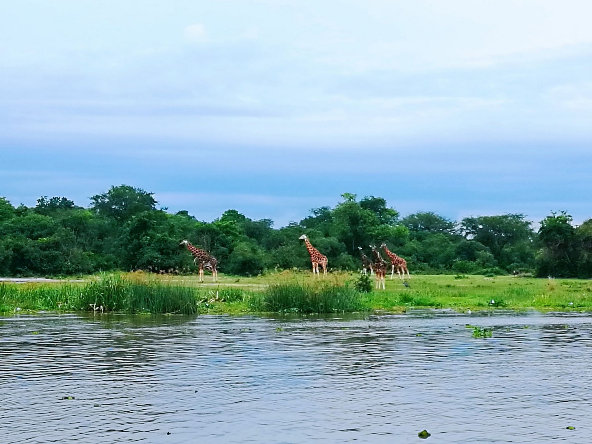 这是乌干达一处非常大型的野生国家公园，大家可以乘坐越野车免费参观这里。在这片茂密辽阔的大草原和沼泽地