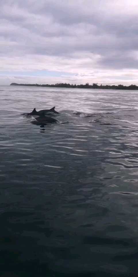 毛里求斯海豚湾位于塔马兰(Tamarin)，塔马兰是毛里求斯西岸的一个小镇，这里被高山环绕，景色优美