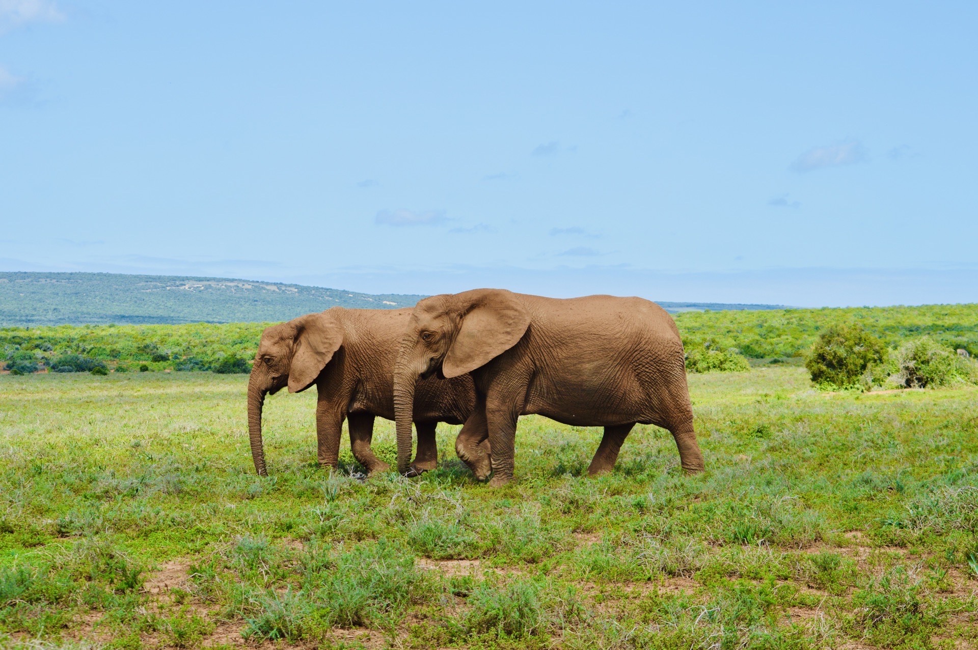 南非必去的小众旅行地-阿多大象国家公园   阿多大象国家公园（Addo Elephant Natio