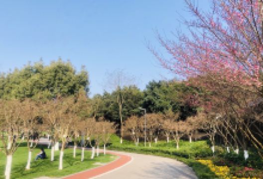 湿地花港景点图片
