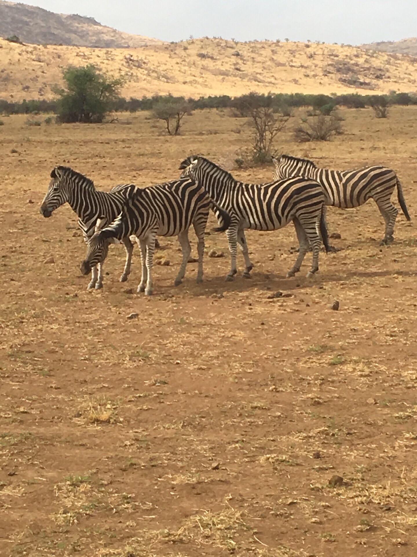 南非第四大野生动物园。路遇斑马群。