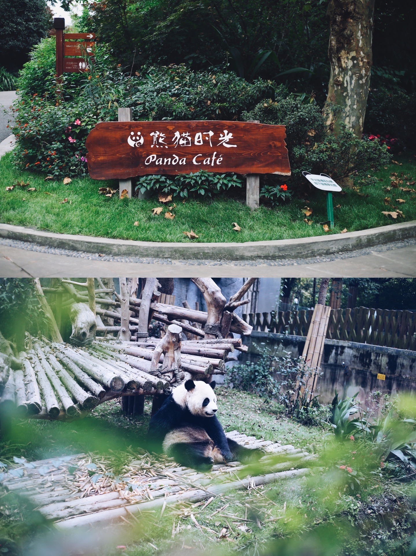 成都大熊猫基地，属于你的熊猫🐼时光💕 提起国宝大熊猫，大家都会爱心爆棚吧😄作为如此可爱的存在，熊猫宝