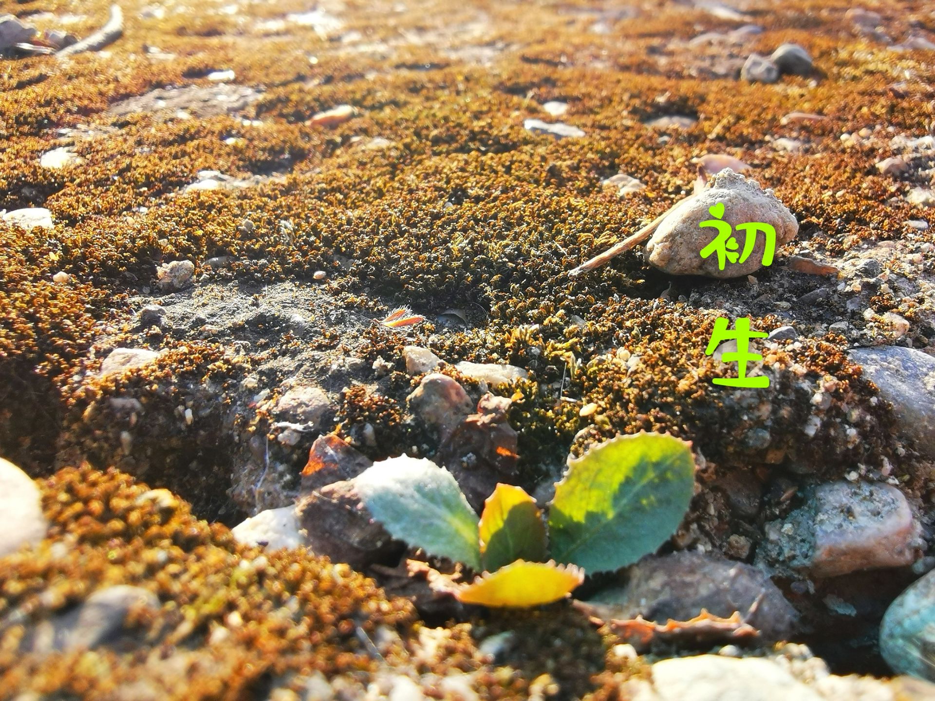 南山村