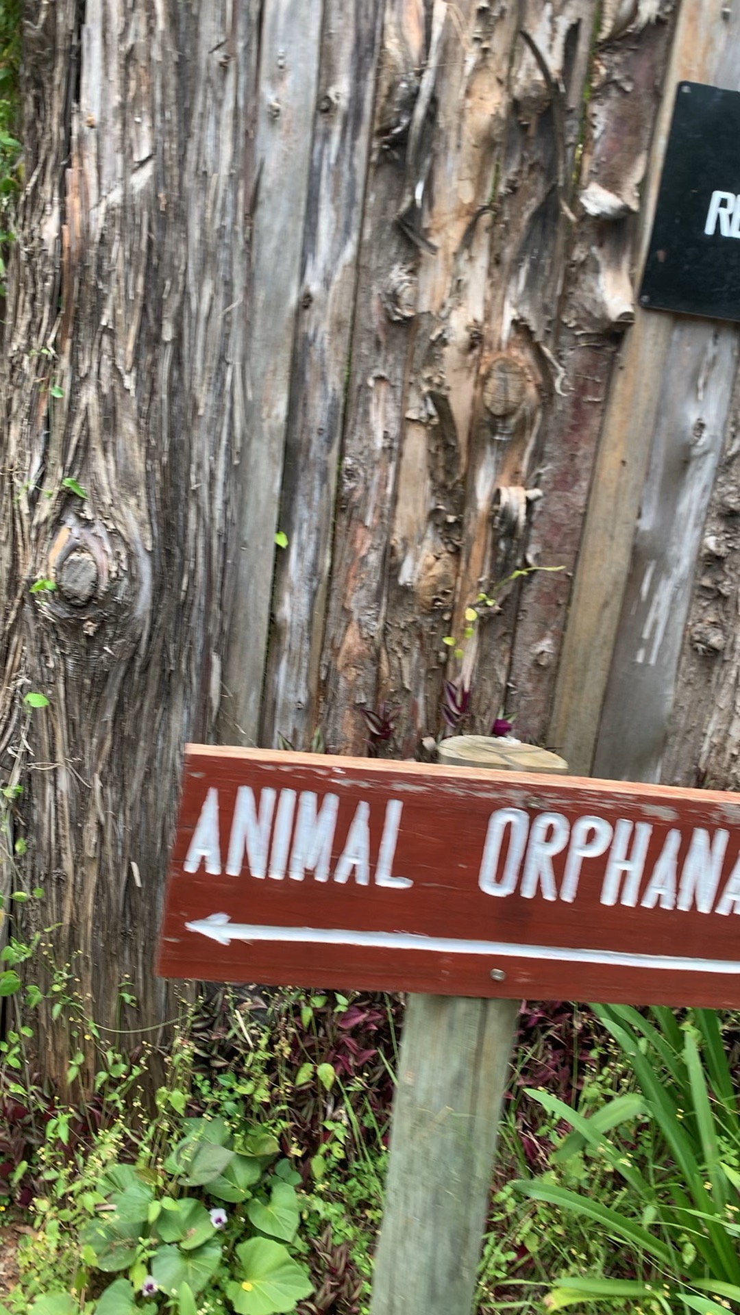 从酒店出发前往动物孤儿院，会有什么样的动物在等候我们？