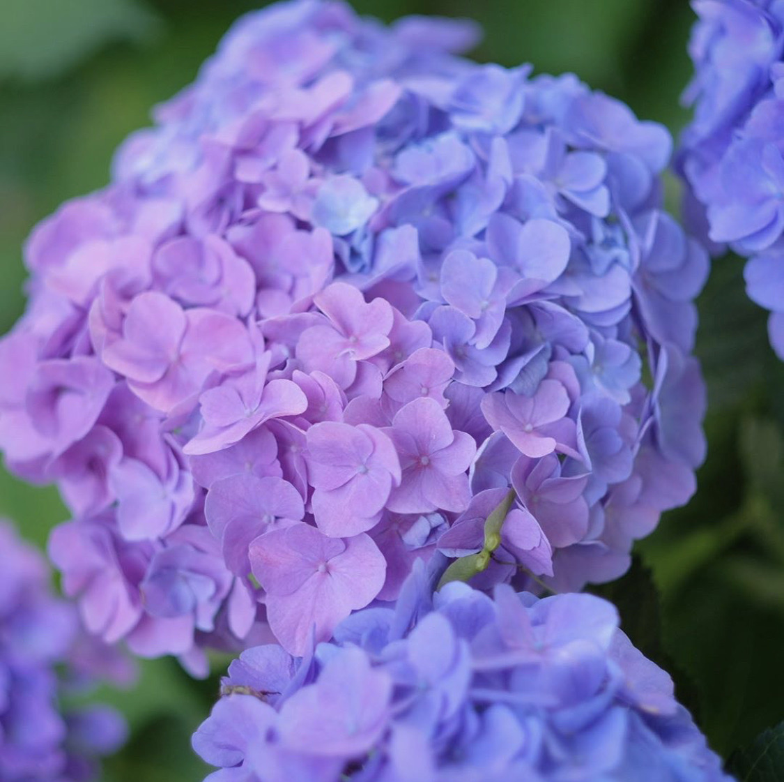 【奈良·長谷寺・紫陽花】  紫阳花（绣球花）是六月的月花，现在正是紫阳花最盛的季节，由于京都地区奈良
