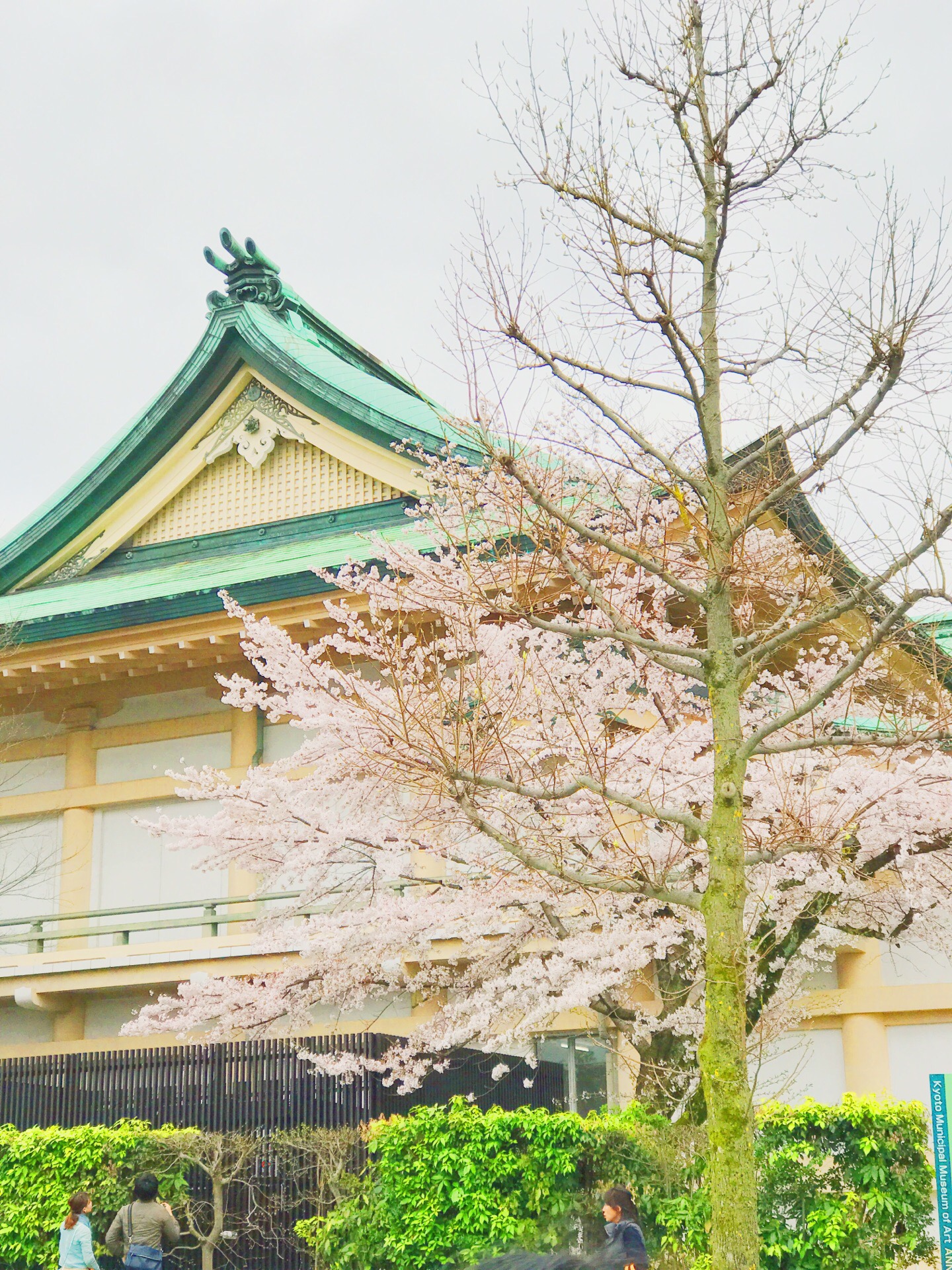 京都小众赏樱•拍照地|冈崎公园 在人山人海的京都樱花季想要照出一张只有自己，没有别人“合照”的照片真