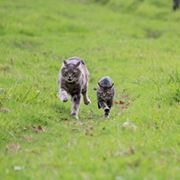 笨笨笨的猪猪猪